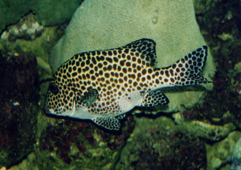 image Labios dulces (Plectorhinchus chaetodonoides)