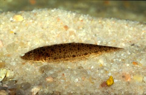 image Pez plano (Pleuronectidos)