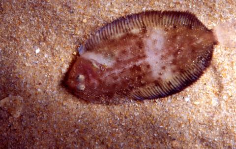 image Pez plano (Pleuronectidos)