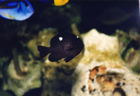 image Damisela (Dascyllus sp.)