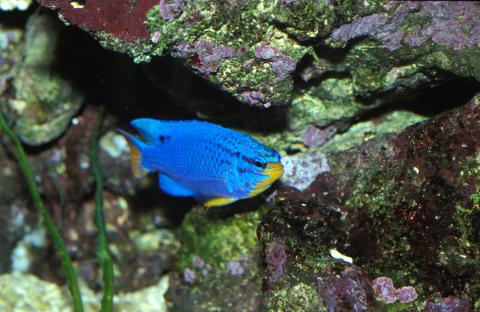 image Damisela azul (Chromis sp.)