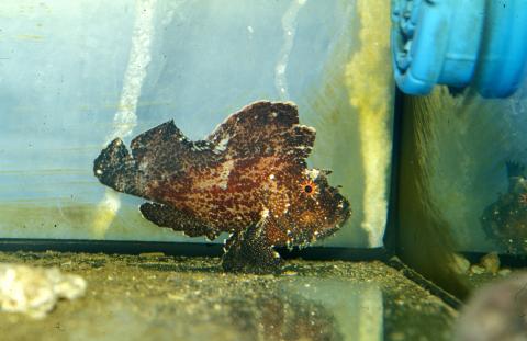 image Pez antenado (Antennarius sp.)