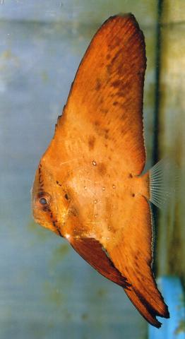 image Pez murciélago (Platax sp.)