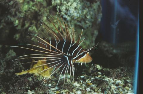 image Pez león de aleta clara (Pterois radiata)