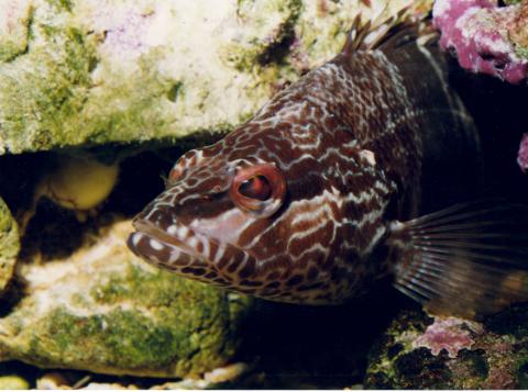 image Mero mediterráneo (Ephinephelus sp.)