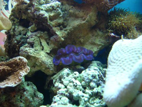 image Almeja gigante (Tridacna sp.)