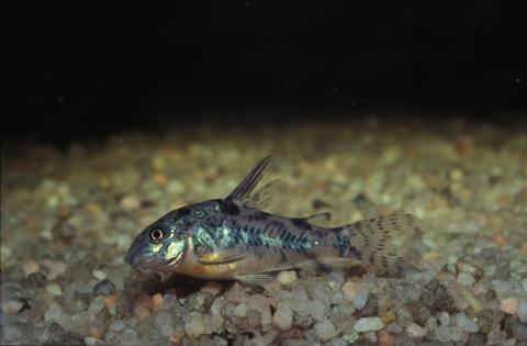 image Coridora (Corydoras sp.)