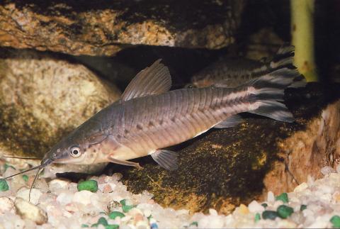 image Dianema (Dianema sp.)