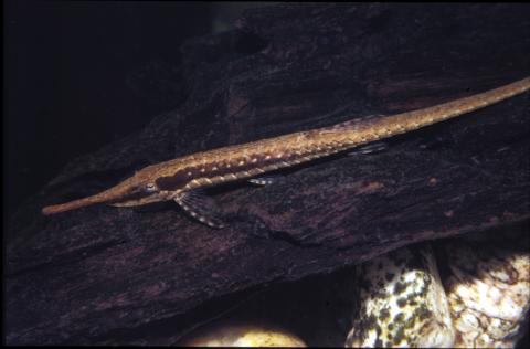 image Farlowella (Farlowella sp.)