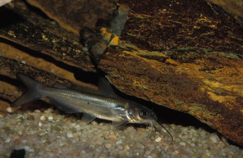 image Pez gato (Ictalurus sp.)