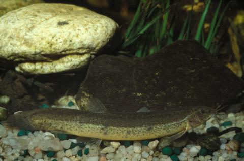 image Cobítido (Misgurnus sp.)