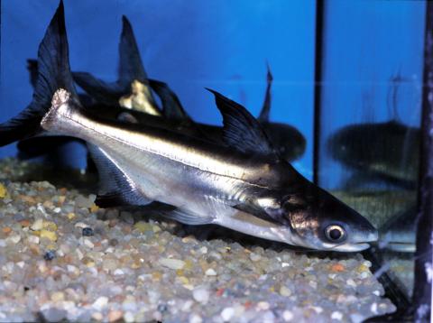 image Pez gato (Pangasius sp.)
