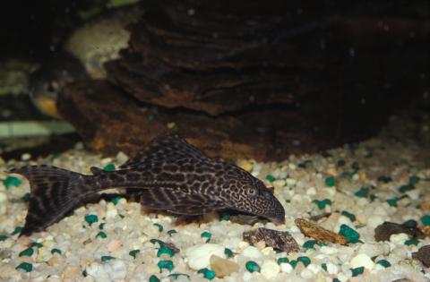 image Pleco (Plecostomus sp.)