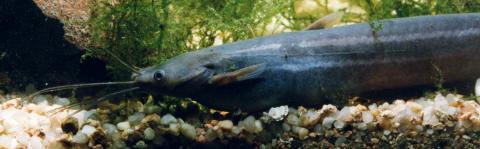 image Pez gato fósil (Heteropneustes fossilis)