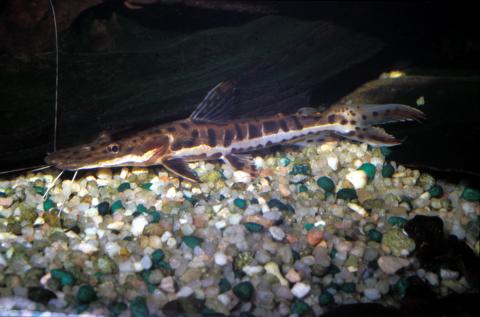 image Surubí lima (Sorubim lima)