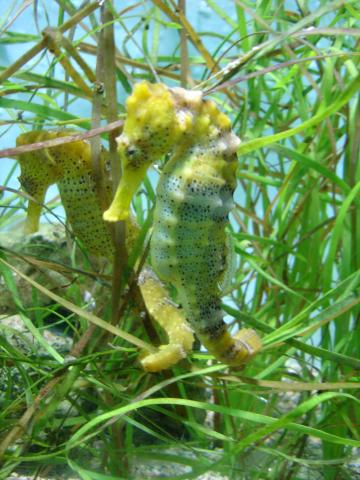 image Caballito de mar (Hippocampus kuda)