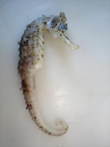 image Caballito de mar (Hippocampus sp.)