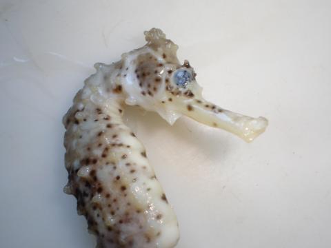 image Caballito de mar (Hippocampus sp.)