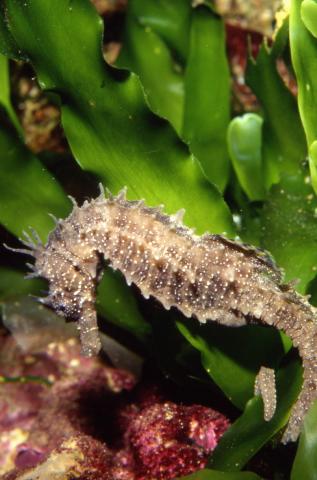 image Caballito de mar (Hippocampus sp.)