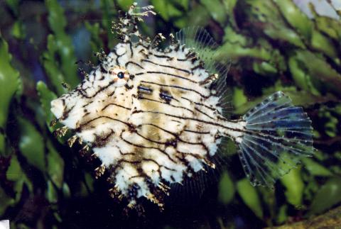image Pez lima tentaculado (Chaetodermis penicilligerus)