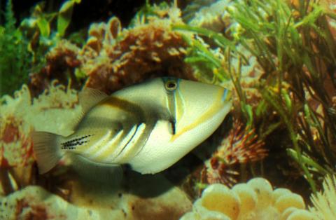 image Pez ballesta picasso (Rhinecanthus sp.)