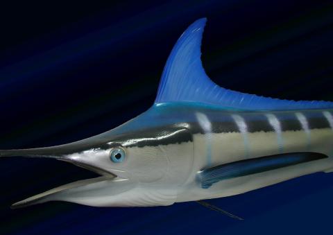 image Merlin (Makaira merlin)