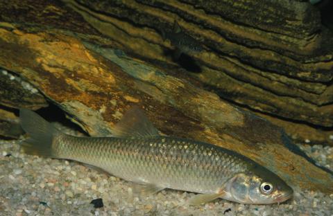 image Ciprinido (Squalius sp.)