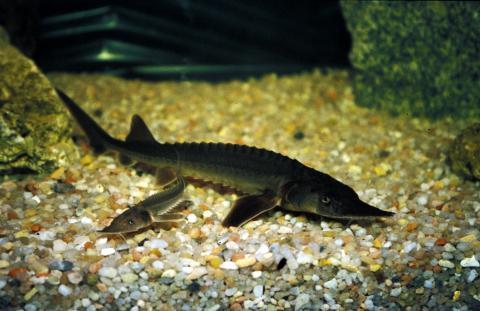 image Esturión (Acipenser sturio)