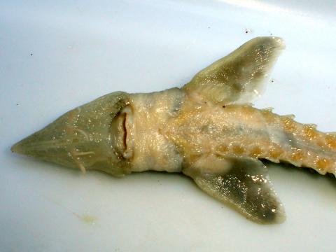 image Esturion (Acipenser sturio)