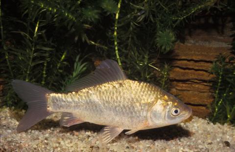 image Pez rojo (Carassius auratus)