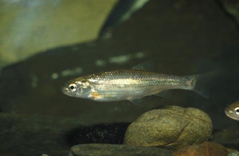 image Ciprínido (Ciprínidos)