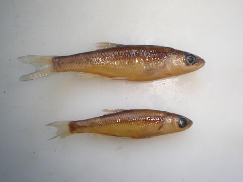 image Ciprínido (Ciprínidos)