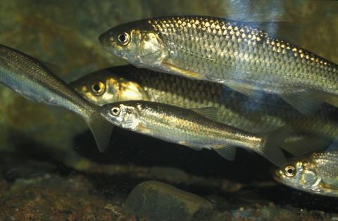 image Ciprínido (Ciprínidos)