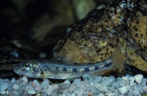 image Gobio (Gobio gobio)