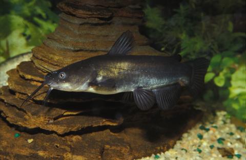 image Pez gato (Ictalurus melas)