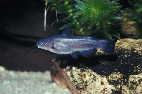 image Pez gato (Ictalurus melas)