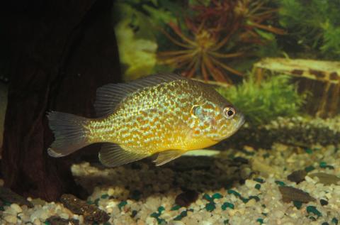 image Perca sol (Lepomis gibbosus)