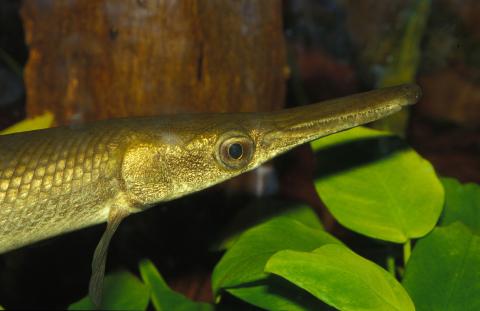 image Pez cocodrilo (Atractosteus sp.)