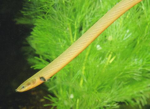 image Calamita (Erpetoichthys calabaricus)