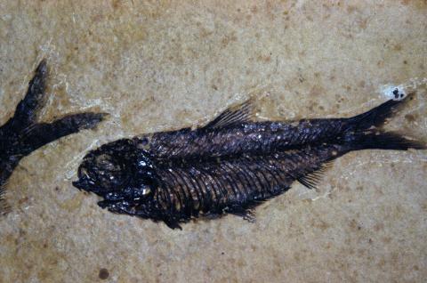 image Pez oséo fósil (Teleósteos)