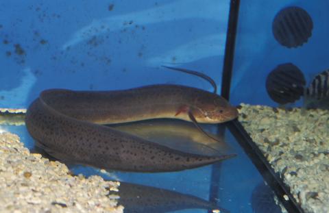 image Pez pulmonado (Protpterus sp.)