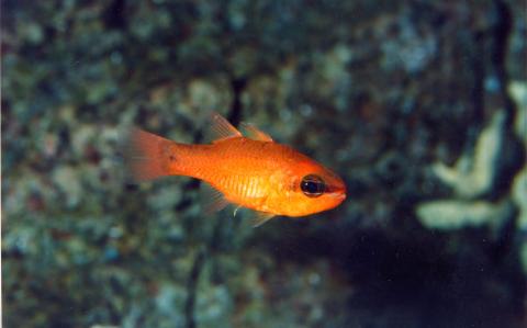 image Reyezuelo (Apogon imberbis)