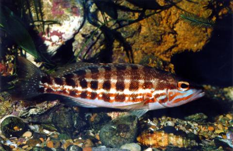 image Cabrilla (Serranus cabrilla)