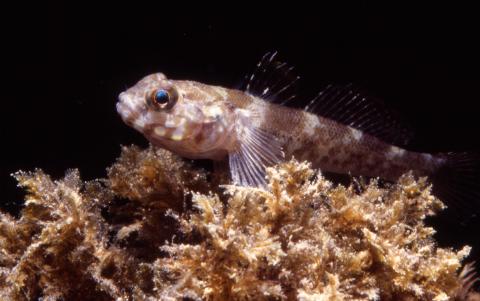 image Gobio marino (Góbidos)