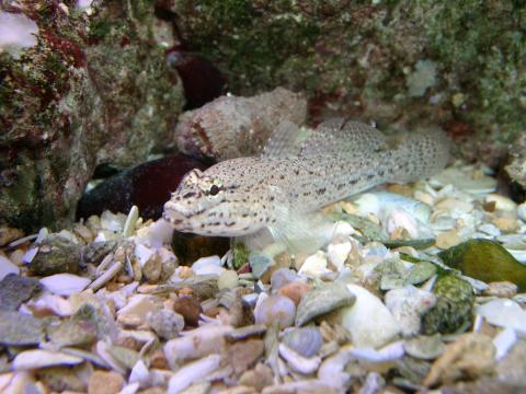image Gobio marino (Góbidos)