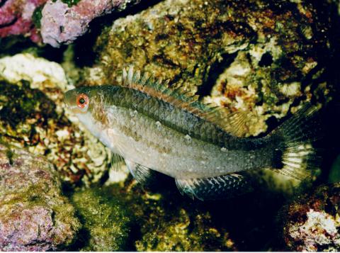 image Bodión (Symphodus cinereus)