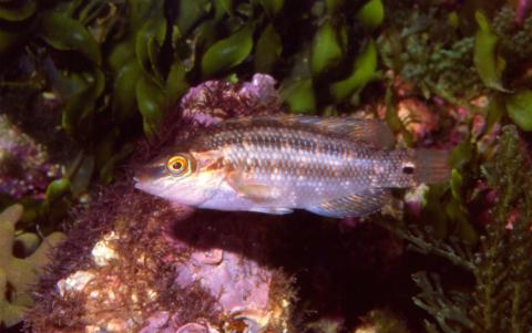 image Porredana (Symphodus melops)