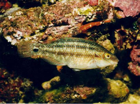 image Porredana (Symphodus melops)