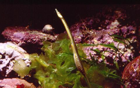 image Pez aguja de río (Syngnathus abaster)