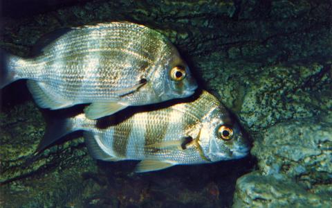 image Sargo breado (Diplodus cervinus)